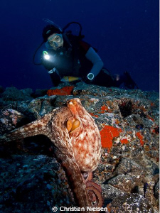 Big octopus and my wife
Nice dive on the Palm Mar divesi... by Christian Nielsen 